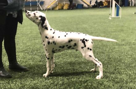 Dalmatian Special Boy für Zucht- und Ausstellungsorientierte Menschen