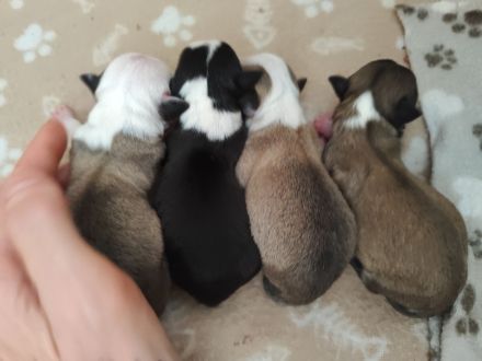 Chihuahua Deckrüde