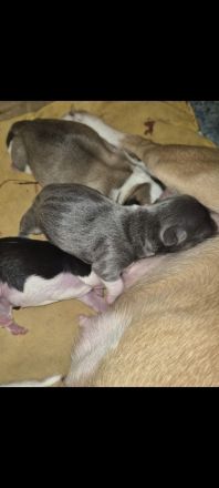Chihuahua Deckrüde