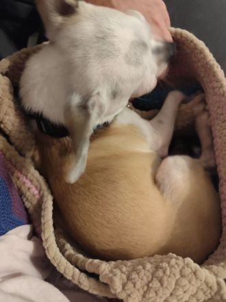Chihuahua Deckrüde