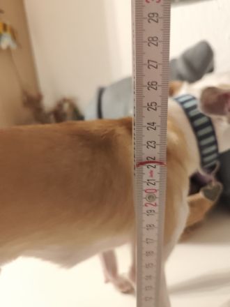 Chihuahua Deckrüde