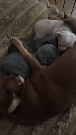 Chihuahua Deckrüde