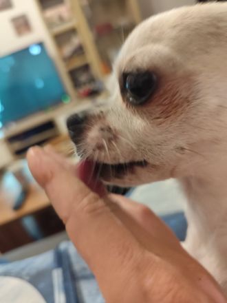 Chihuahua Deckrüde