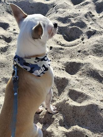 Chihuahua Deckrüde