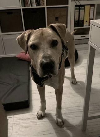 Wunderbarer Freund sucht neues Zuhause