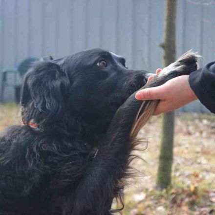 Kira, Border-Collie-Mischling, geb. 2016, aktiv, sportlich, braucht sinnvolle Auslastung