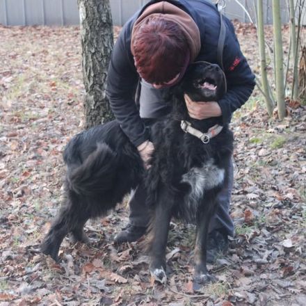 Kira, Border-Collie-Mischling, geb. 2016, aktiv, sportlich, braucht sinnvolle Auslastung