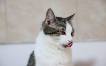 Leni sucht endlich ein neues Zuhause voller Liebe