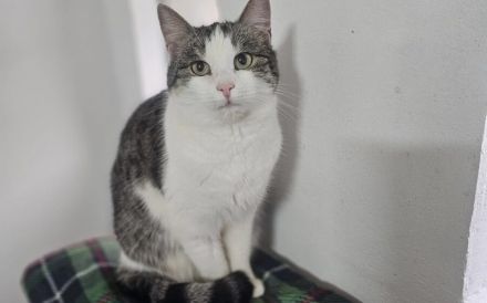 Leni sucht endlich ein neues Zuhause voller Liebe