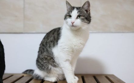 Leni sucht endlich ein neues Zuhause voller Liebe