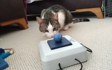 Leni sucht endlich ein neues Zuhause voller Liebe