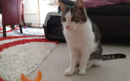 Leni sucht endlich ein neues Zuhause voller Liebe
