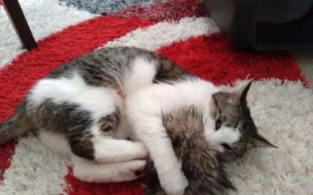 Leni sucht endlich ein neues Zuhause voller Liebe
