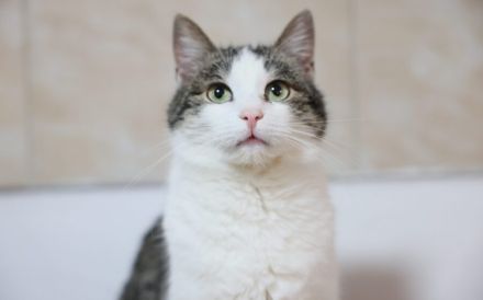 Leni sucht endlich ein neues Zuhause voller Liebe