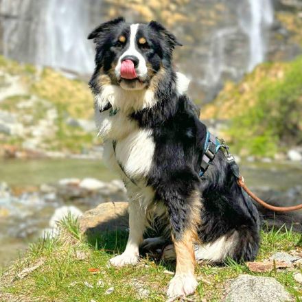 Archie in 63165 Mühlheim sucht sein Für-immer-Zuhause