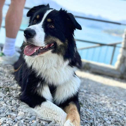 Archie in 63165 Mühlheim sucht sein Für-immer-Zuhause