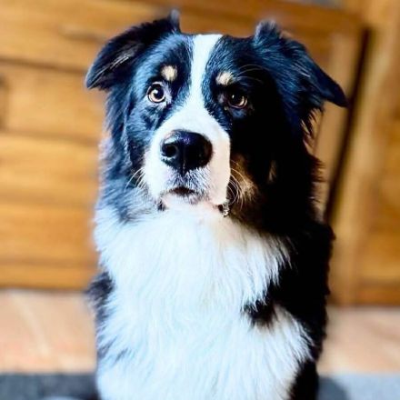 Archie in 63165 Mühlheim sucht sein Für-immer-Zuhause