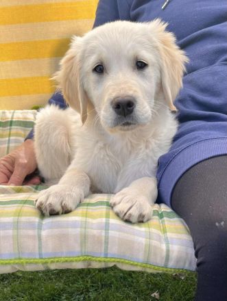 GOLDEN Retriever
