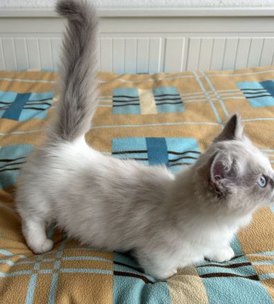 Munchkin kitten