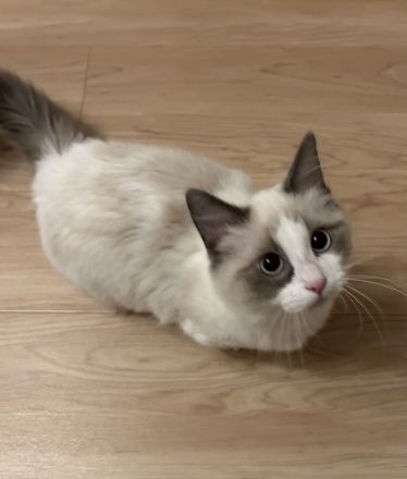 Munchkin Kitten