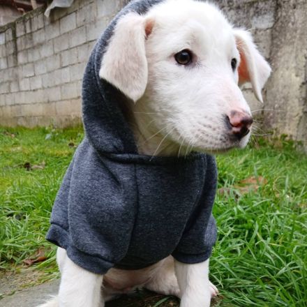 Welpe Nova / weiblich / derzeit noch in Griechenland / vorgemerkt