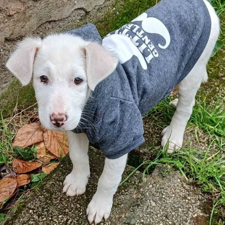 Welpe Nova / weiblich / derzeit noch in Griechenland / vorgemerkt