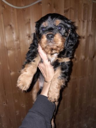 Cavapoo cavalier king charles Spaniel welpen Pudel