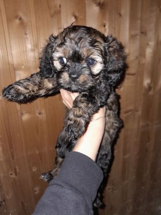 Cavapoo cavalier king charles Spaniel welpen Pudel