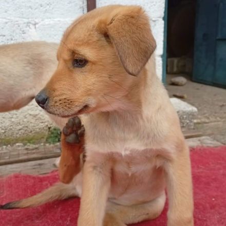 Welpe Melia / weiblich / derzeit noch in Griechenland