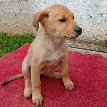 Welpe Melia / weiblich / derzeit noch in Griechenland