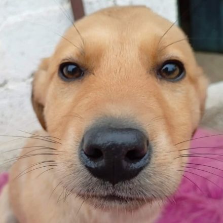 Welpe Melia / weiblich / derzeit noch in Griechenland