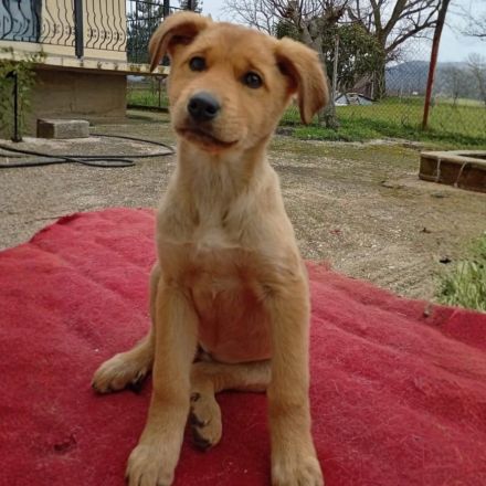 Welpe Melia / weiblich / derzeit noch in Griechenland