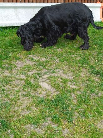 Cocker spaniel Welpen