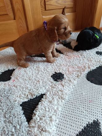 Cocker spaniel Welpen