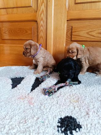 Cocker spaniel Welpen