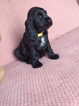 Cocker spaniel welpen
