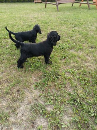 Cocker spaniel