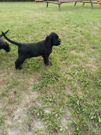 Cocker spaniel