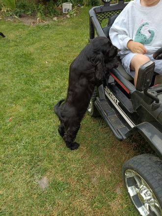 Cocker spaniel welpen