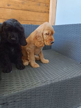 Cocker spaniel welpen