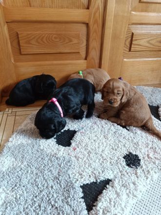 Cocker spaniel Welpen