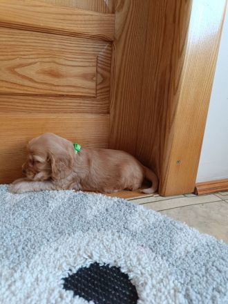 Cocker spaniel Welpen