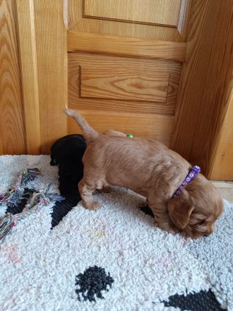 Cocker spaniel Welpen