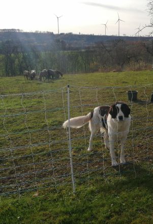 Herdenschutzhund Welpen