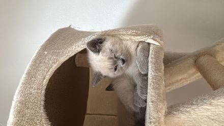 Britisch kurz haar kitten
