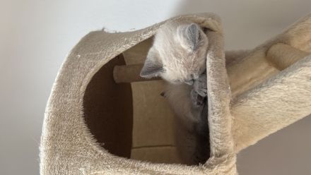 Britisch kurz haar kitten