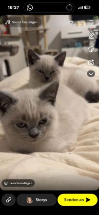 Britisch kurz haar kitten