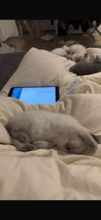Britisch kurz haar kitten