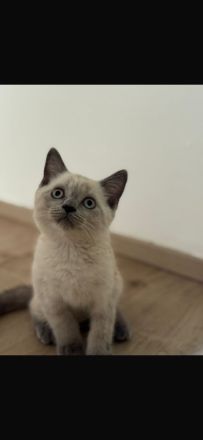 Britisch kurz haar kitten