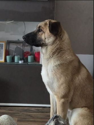 2 Kangals (Brüder)